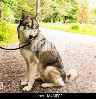 Husky Hund an der Leine Closeup Portrait in Park Stockfoto