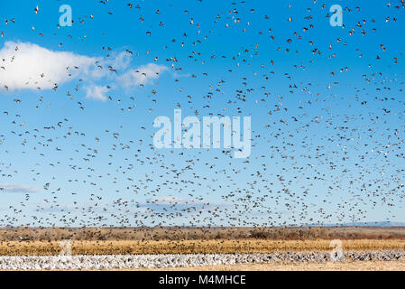 Kanadakraniche (Grus canadensis), Schnee Gänse, (Chen Caerulescens), Stockenten (Anas platyrhynchos) und nördlichen Pintails, (Anas acuta). Stockfoto