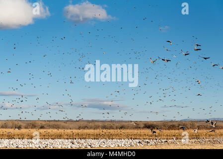 Kanadakraniche (Grus canadensis), Schnee Gänse, (Chen Caerulescens), Stockenten (Anas platyrhynchos) und nördlichen Pintails, (Anas acuta). Stockfoto