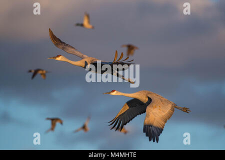 Kanadakraniche, Stockenten, und nördlichen Pintails im Flug. Bosque Del Apache National Wildlife Refuge, New Mexico, USA Stockfoto