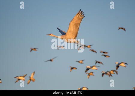 Kanadakraniche, Stockenten, und nördlichen Pintails im Flug. Bosque Del Apache National Wildlife Refuge, New Mexico, USA Stockfoto