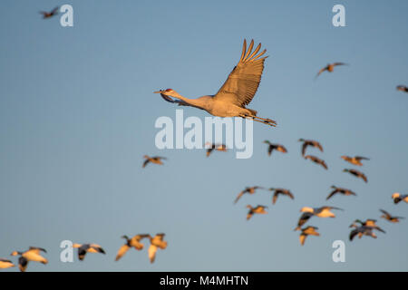 Kanadakraniche, Stockenten, und nördlichen Pintails im Flug. Bosque Del Apache National Wildlife Refuge, New Mexico, USA Stockfoto