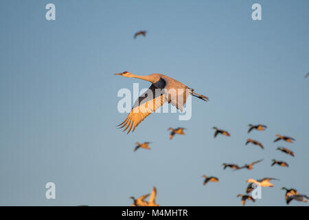 Kanadakraniche, Stockenten, und nördlichen Pintails im Flug. Bosque Del Apache National Wildlife Refuge, New Mexico, USA Stockfoto