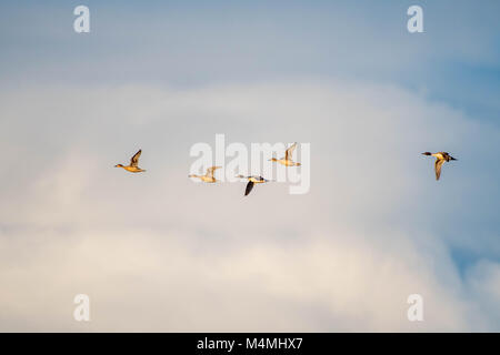 Northern Pintails, (Anas acuta), im Flug. Bosque Del Apache National Wildlife Refuge, New Mexico, USA. Stockfoto