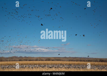 Kanadakraniche, Schnee Gänse, Stockenten, nördlichen Pintails und gemeinsame Raben fliegen in einem Maisfeld. Bosque Del Apache National Wildlife Refuge. Stockfoto