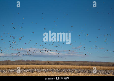 Kanadakraniche, Schnee Gänse, Stockenten, nördlichen Pintails und gemeinsame Raben fliegen in einem Maisfeld. Bosque Del Apache National Wildlife Refuge. Stockfoto