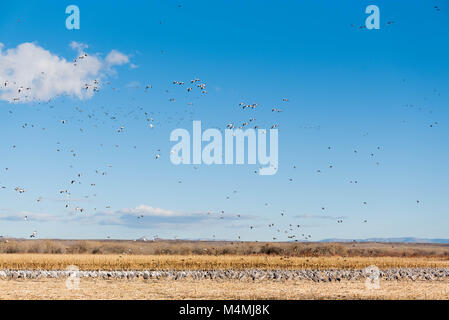 Kanadakraniche (Grus canadensis), Stockenten,, Nördliche Pintails und Schnee Gänse, Bosque Del Apache National Wildlife Refuge, New Mexico, USA Stockfoto