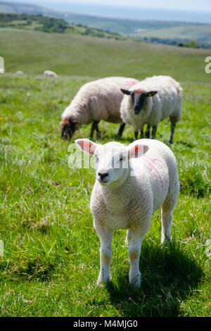 Lamm weiden auf den South Downs Hill im ländlichen Sussex, Südengland, Großbritannien Stockfoto