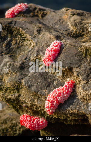 Rosafarbene Eier der aquatischen Apfelschnecken Pomacea canaliculata auf Felsen über Wasser enthalten leistungsstarke Nervengift Raubtiere abzuhalten - Borneo Stockfoto