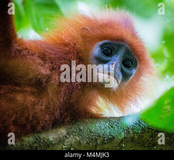 Red Leaf Affe oder kastanienbraunen langur Jugendsportlern rubicunda Peering unten von einem Baum im Regenwald von Sabah auf der Insel Borneo Stockfoto