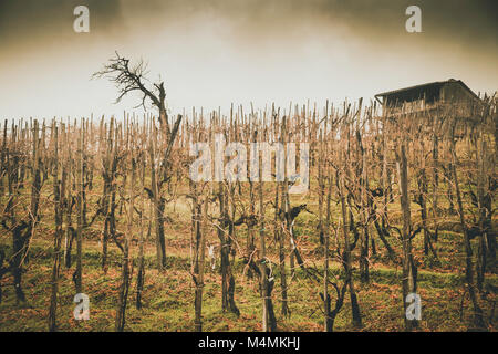 Täler und Hügel mit Weinbergen rund um den italienischen Stadt Valdobbiadene, berühmt für die Herstellung von Prosecco Sekt. Winter niedrige Wolken und Stockfoto