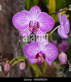 Cluster von Lila und Weiß Gestreifte Orchidee Blumen und Blüten sowie deren Knospen, die sich in einem tropischen Garten Stockfoto