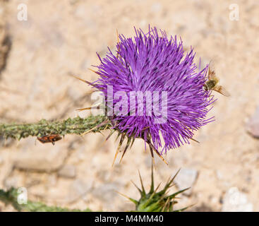 Winzige goldfarbene Bienenfliege, die sich auf einer Baumwolldistel ernährt Blume onopordum palaestinum auf einem unscharfen beigen Hintergrund Stockfoto