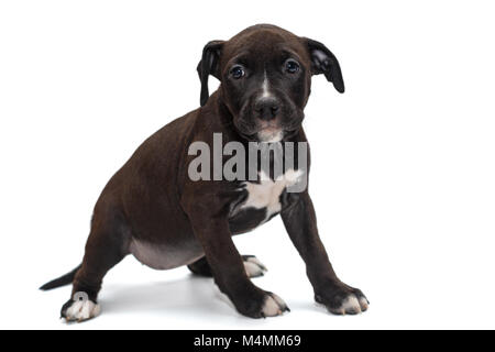 Kleine schwarze Staffordshire Terrier Welpen isoliert auf weißem Stockfoto