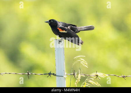 Männlich Red-winged blackbird sitzen auf Zaunpfosten. Stockfoto