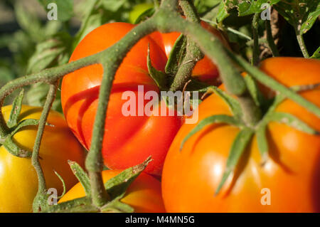 Nahaufnahme von vier wachsende Tomaten auf einem Weinstock in den verschiedenen Phasen der Reife Stockfoto