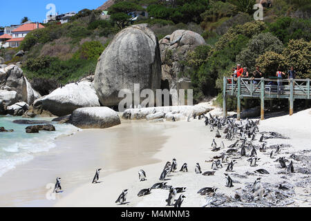 Afrikanische Pinguine am Boulders Beach, in der Nähe von Simon's Town auf der Kap Halbinsel, in der Nähe von Kapstadt, Südafrika Stockfoto