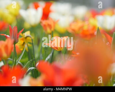 Makro von bunten Blumen Stockfoto