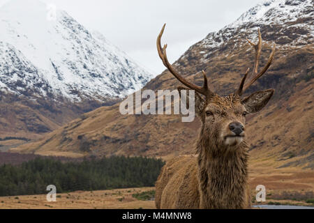 Wild Red Deer (Cervus Elaphus) Rothirsch im Glen Etive, Schottland, im Winter, mit Schnee bedeckte Berge im Hintergrund. Stockfoto