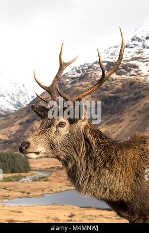 Wild Red Deer (Cervus Elaphus) Rothirsch im Glen Etive, Schottland, im Winter, mit Schnee bedeckte Berge im Hintergrund. Stockfoto