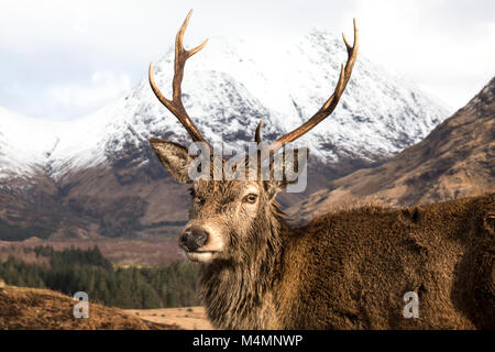 Wild Red Deer (Cervus Elaphus) Rothirsch im Glen Etive, Schottland, im Winter, mit Schnee bedeckte Berge im Hintergrund. Stockfoto