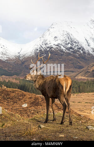 Wild Red Deer (Cervus Elaphus) Rothirsch im Glen Etive, Schottland, im Winter, mit Schnee bedeckte Berge im Hintergrund. Stockfoto