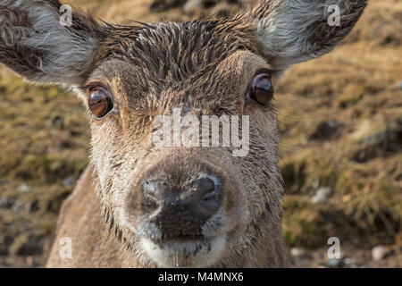 Nahaufnahme Gesicht einer wilden Frau, oder Hind, Rotwild (Cervus Elaphus), Einzelheiten über die Nase, Augen und Ohren. Im Glen Etive, Schottland. Stockfoto