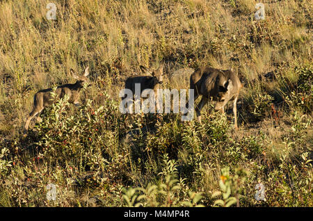 Gruppe von Rehe grasen Tower Junction. Yellowstone National Park, Wyoming. Stockfoto