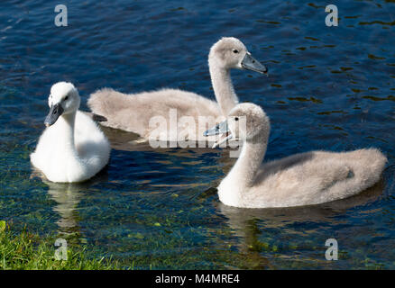 Drei junge CYGNETS von Mute swan Schwimmen in einem See Stockfoto