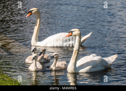 Mute swan Familie mit zwei Erwachsenen und vier Cygnets Stockfoto