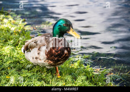 Männliche Stockente Wandern auf dem Rasen Stockfoto