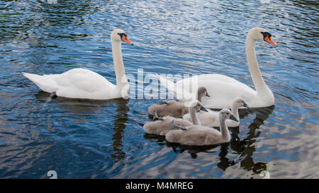 Familie der Höckerschwäne mit ihren vier Cygnets Stockfoto