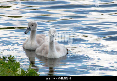 Zwei junge cygnets Schwimmen in einem See Stockfoto