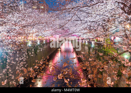 Kirschblüte ausgekleidet Meguro Kanal in der Nacht in Tokio, Japan. Frühling im April in Tokio, Japan. Stockfoto