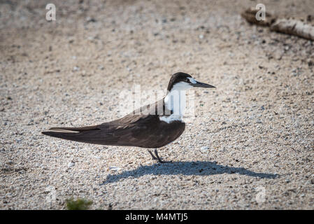 Verrußtes Tern (Sterna fuscata), Bird Island, Seychellen Stockfoto