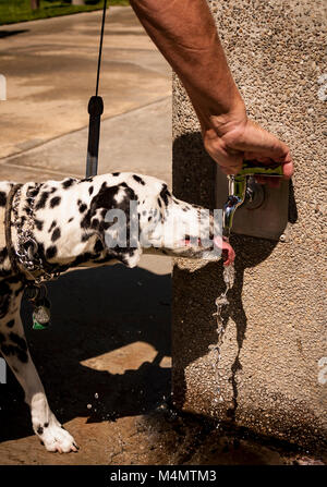 Dalmatiner hund Trinkwasser aus einem Zapfen, speziell für Hunde HERR © Myrleen Pearson Stockfoto