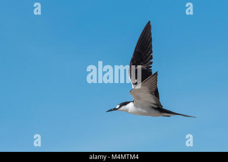 Verrußtes Tern (Sterna fuscata), Bird Island, Seychellen Stockfoto