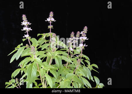 Blühende Sweet Basil oder Sabja (Ocimum basilicum) auf schwarzem Hintergrund Stockfoto