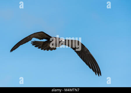 Braun Noddy (Anous stolidus pileatus) im Flug, Bird Island, Seychellen Stockfoto