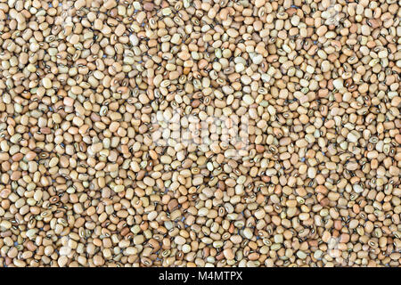 Getrocknete rohe black-eyed peas (Lobia) als Hintergrund Stockfoto