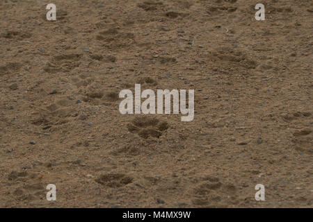 Wild Dog paw print Titel in der Wüste des Wadi El Gamal Nationalpark, Ägypten. Stockfoto