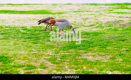 Zwei Nilgänse grazzing auf einem städtischen Rasen Stockfoto