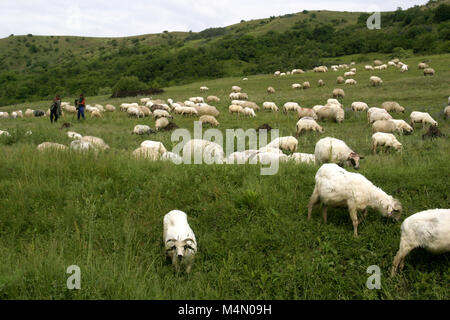 Herde von Schafen und Hirten in Rumänien Stockfoto