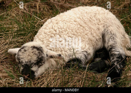 Niedliche Lämmchen ruht auf dem Rasen Stockfoto