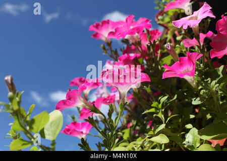 Blumen von roten Petunien auf Hintergrund blauer Himmel Stockfoto