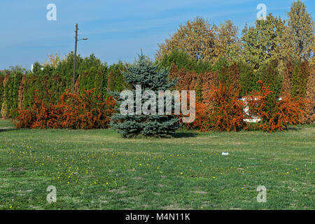 Mehrere Sanddorn Bäume mit Weihnachtsbaum vor Ihnen Stockfoto