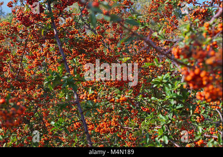 Sanddorn Bush mit Beeren Stockfotografie Alamy