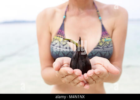 Frau im Bikini holding Kokosnuss keimen, kleinen Kokospalme in den Händen Stockfoto