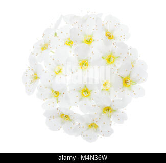 Kleine weiße Blüten von Vanhoutte spirea auf weißem Hintergrund. Stockfoto