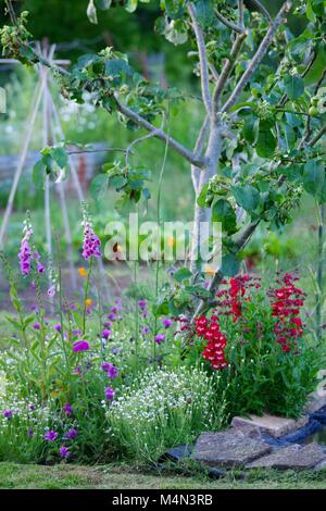 Üppige lebendige Englisch Zuteilung Plot im Hochsommer. Apple Tree, Beet, Garten Zuckerrohr Wig-Wam. Das gute Leben. Exeter, Devon, Großbritannien. Stockfoto